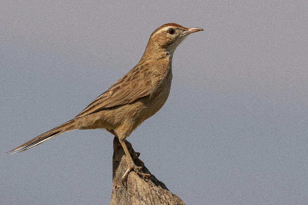 caracteristicas do cochicho