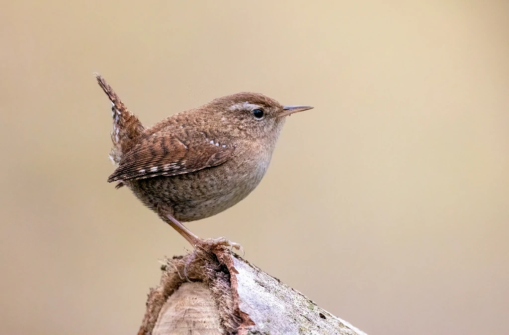 caracteristicas do corruira do tepui