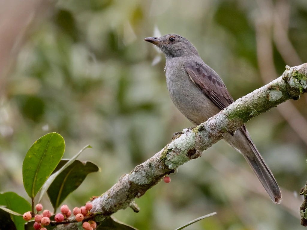 caracteristicas do cricrio-seringueiro