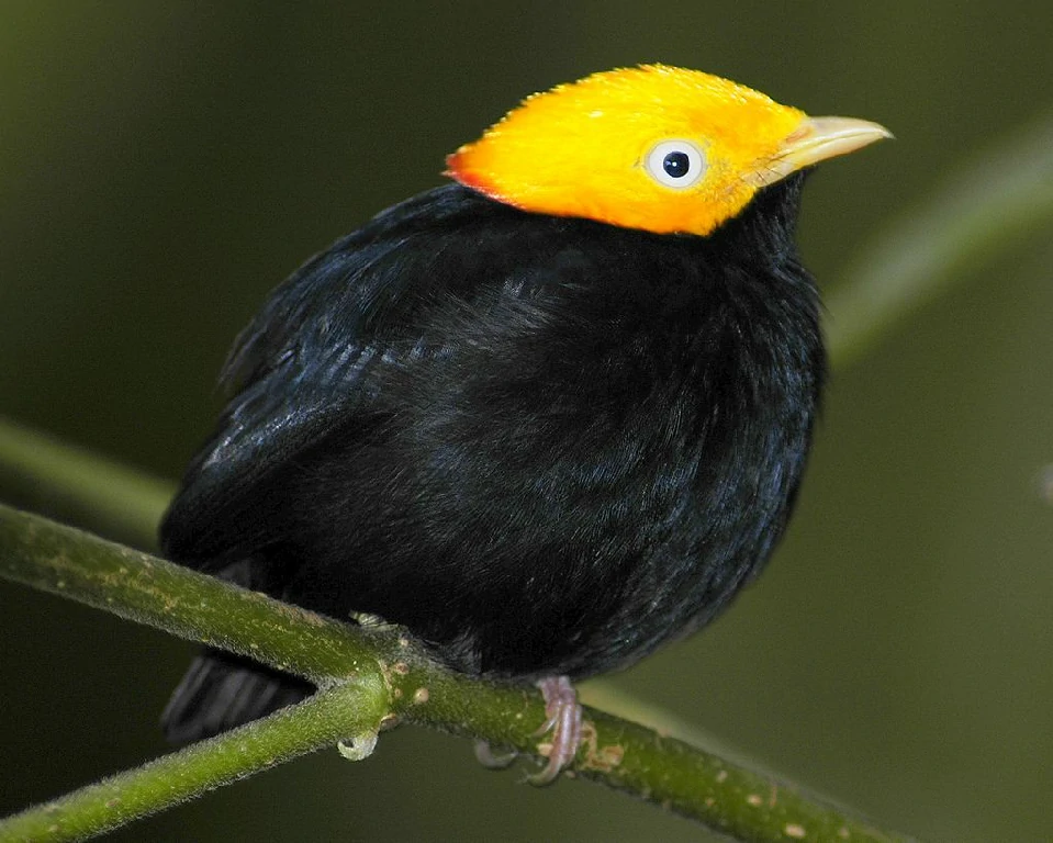 caracteristicas do dancarino-de-cabeca-amarela