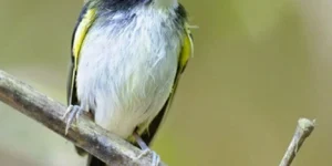 características do ferreirinho-de-cara-branca