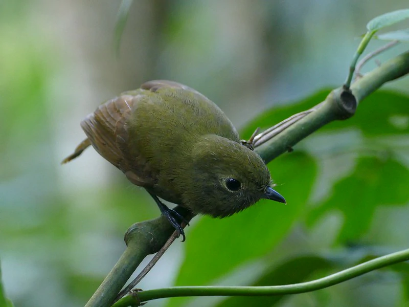 caracteristicas do flautim-marrom