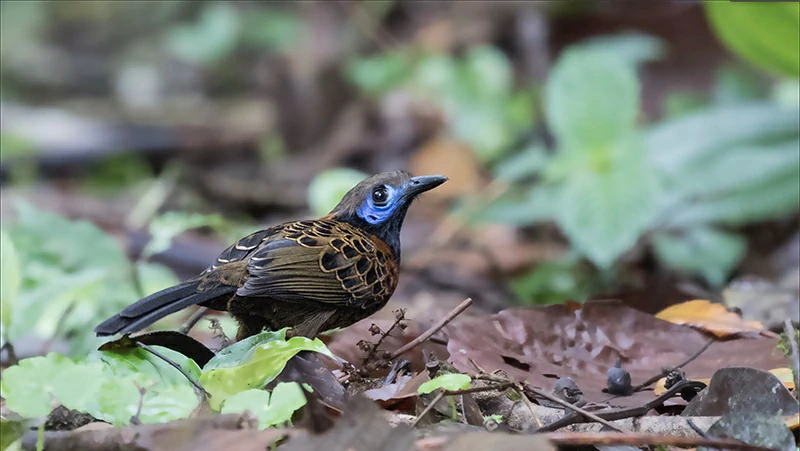 características do formigueiro-ocelado