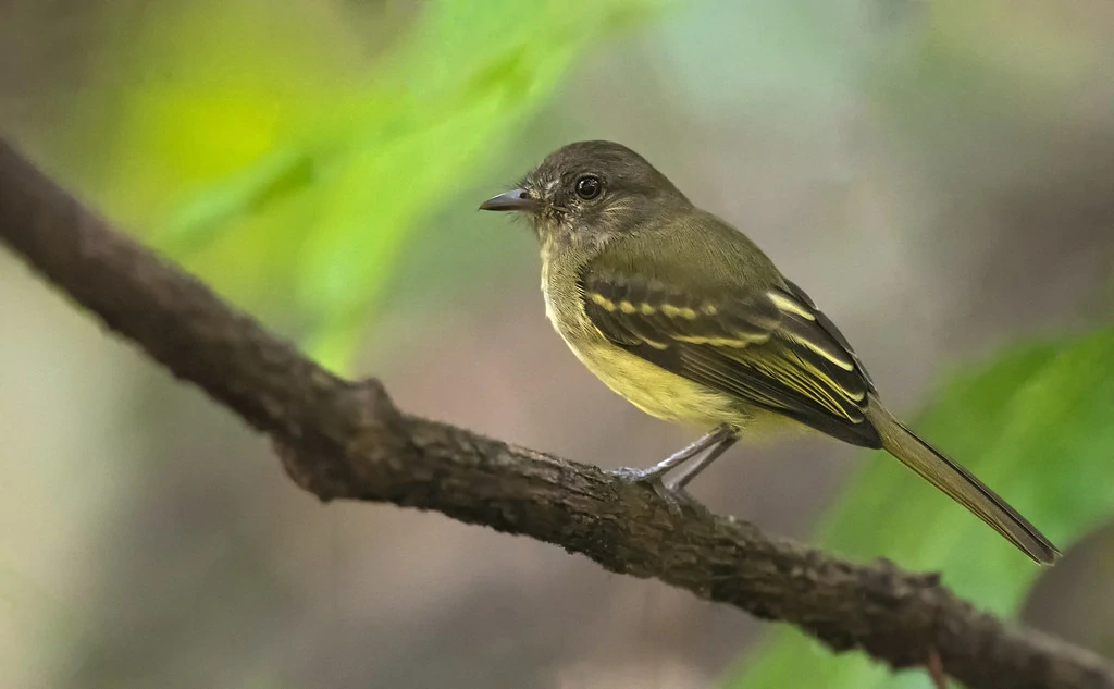 caracteristicas do guaracava-de-penacho-amarelo