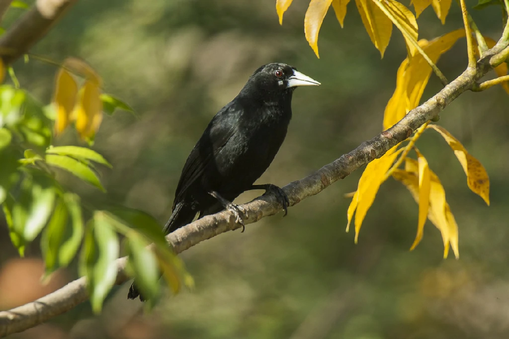 caracteristicas do irauna-de-bico-branco