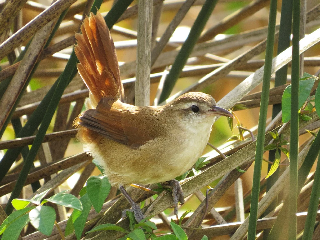 caracteristicas do joao-da-palha