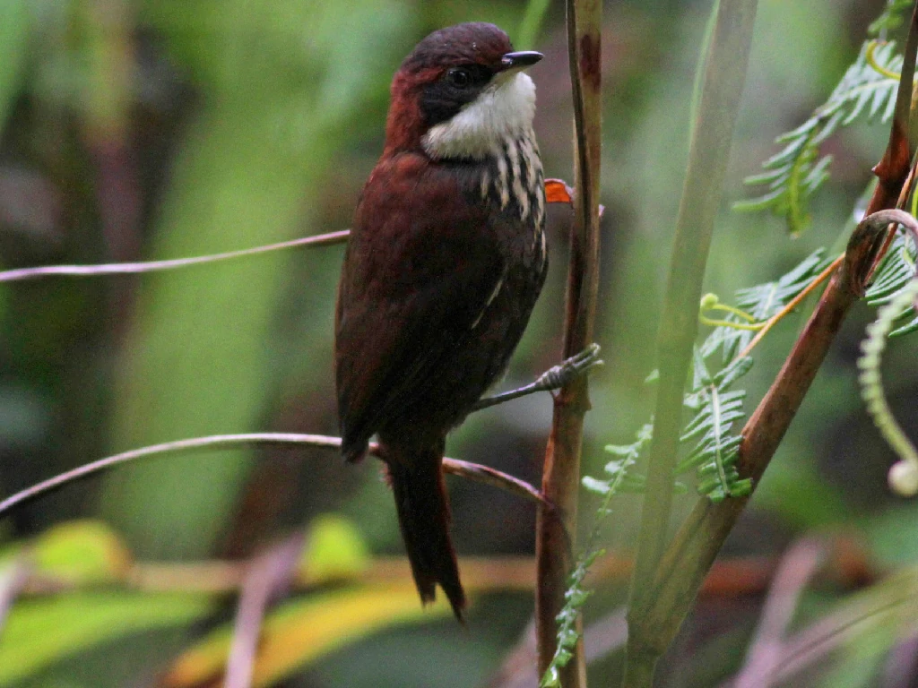 caracteristicas do joao-de-roraima