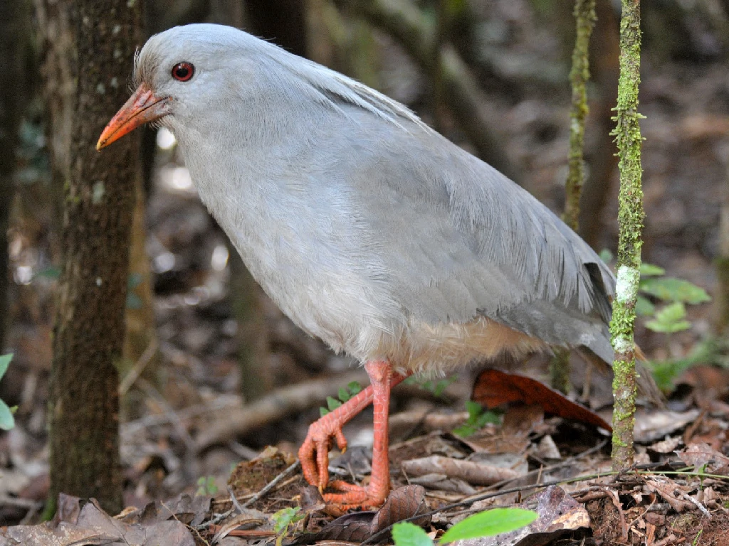 características do kagu da planície