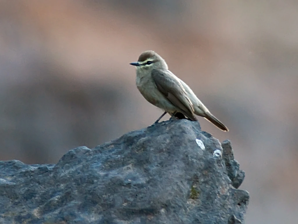 caracteristicas do maria-da-praia