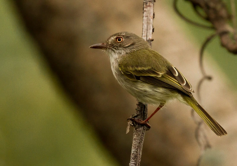 caracteristicas do maria-do-nordeste