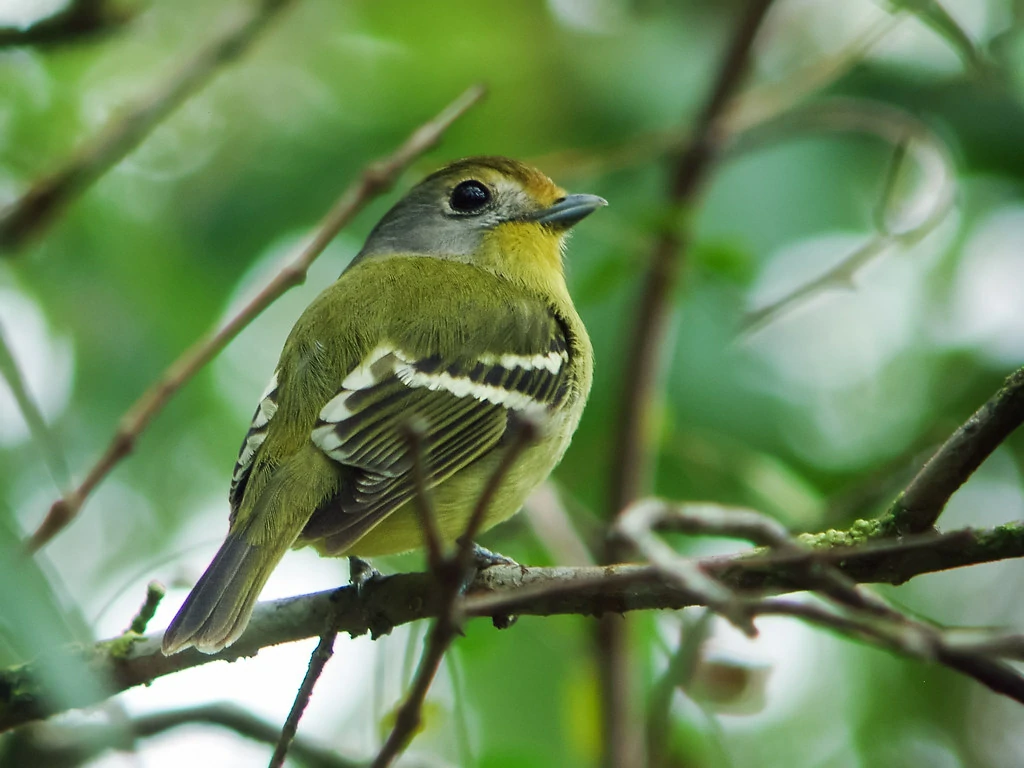 caracteristicas do papinho-amarelo