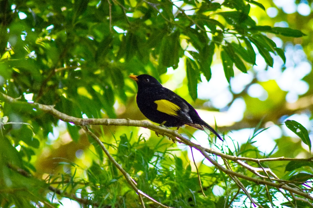 caracteristicas do passaro saudade