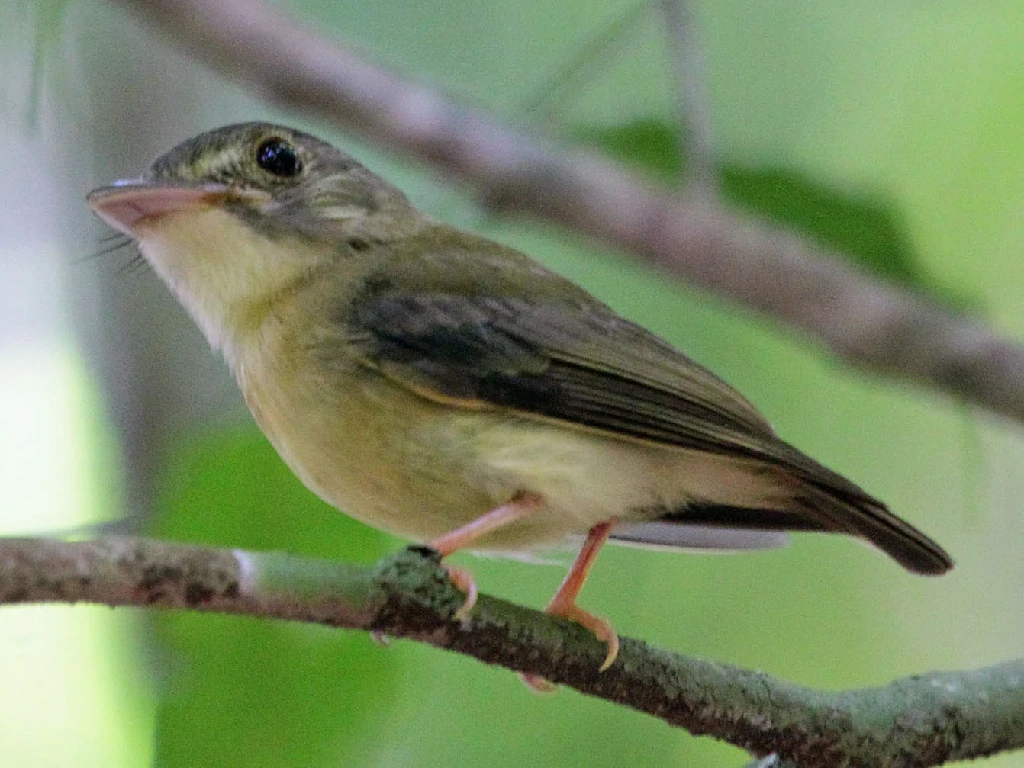 características do patinho-de-coroa-branca