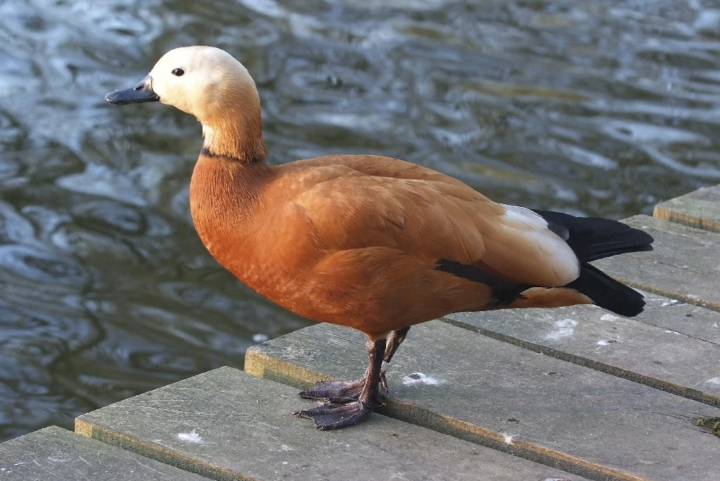 características do pato-ferrugíneo