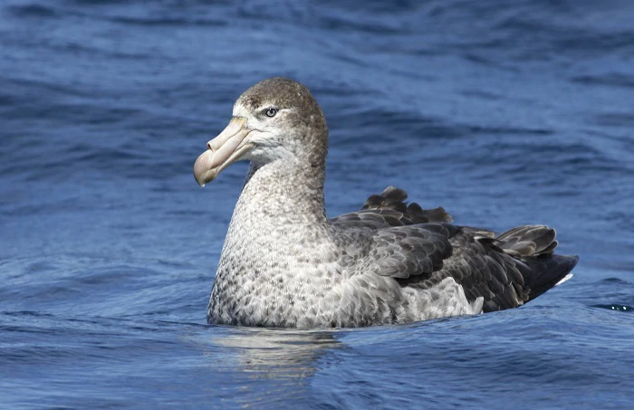 características do petrel-grande-do-norte