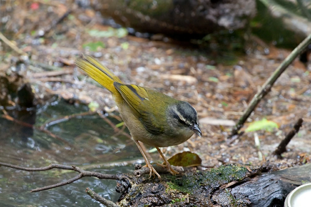 caracteristicas do pula-pula-ribeirinho