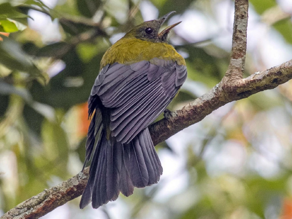 caracteristicas do saudade-de-asa-cinza