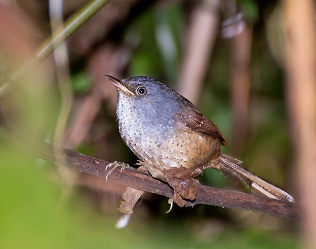 caracteristicas do tapaculo-pintado