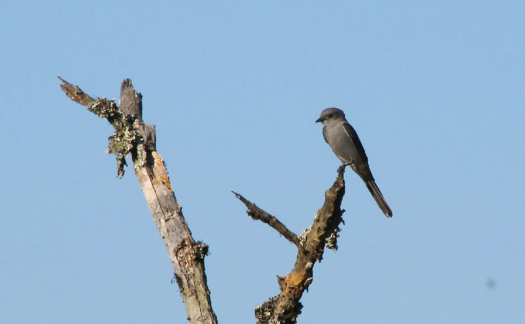 caracteristicas do tesoura-cinzenta