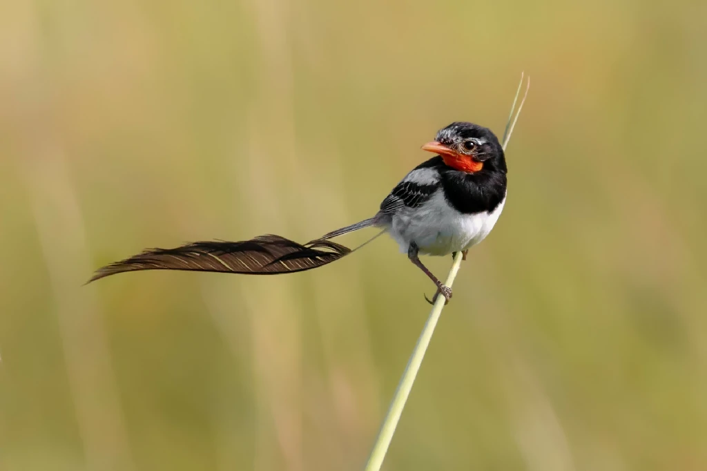 caracteristicas do tesoura-do-campo