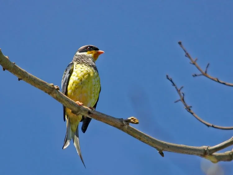 caracteristicas do tesourinha-da-mata