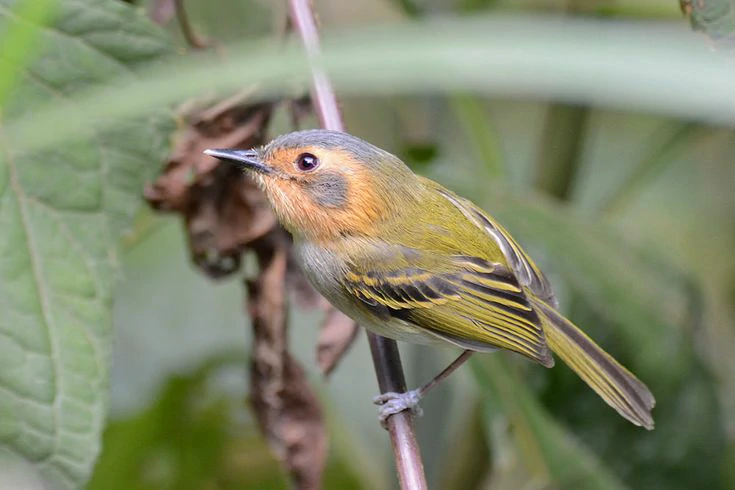 caracteristicas do tororo