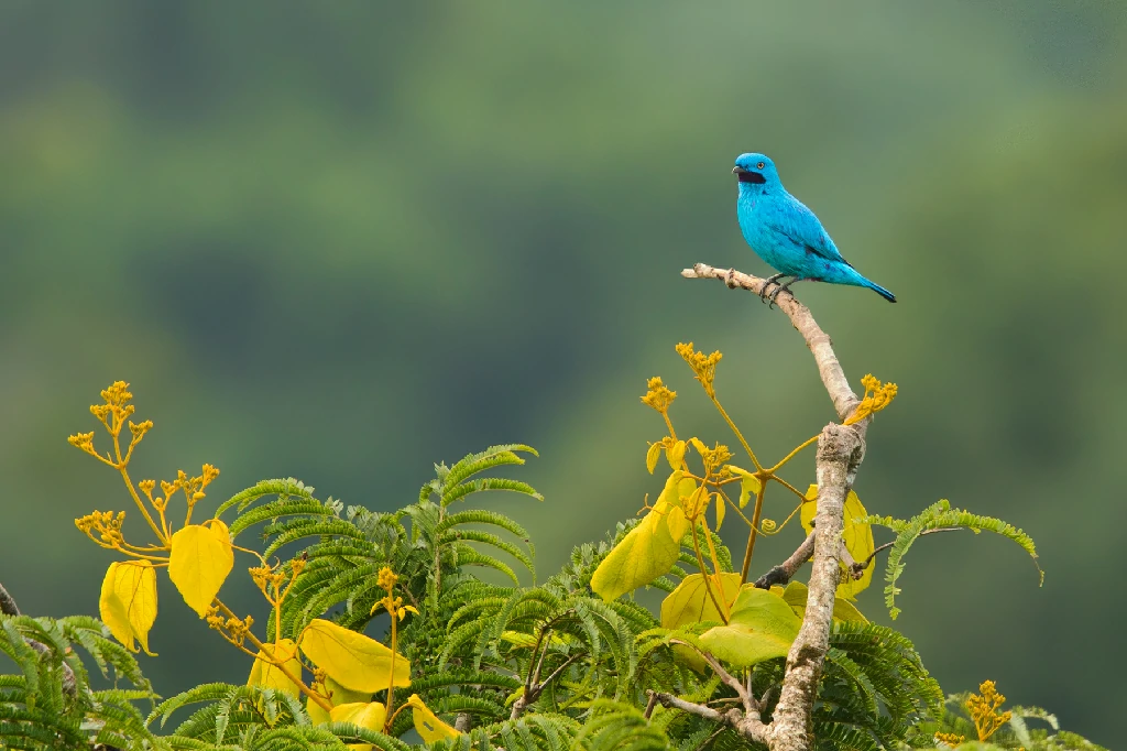 carcateristicas do cotinga-azul