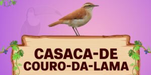 casaca de couro da lama