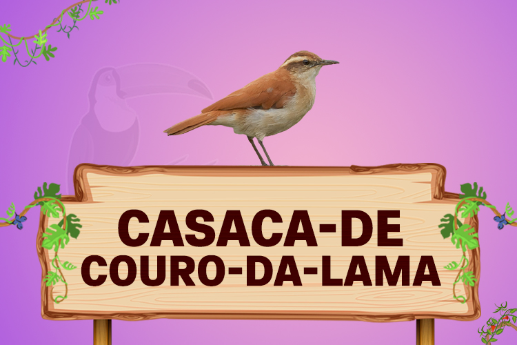 casaca de couro da lama