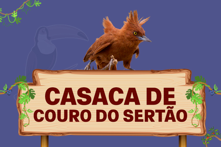 casaca de couro do sertão