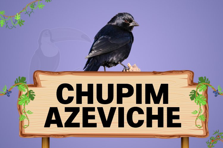 chupim azeviche