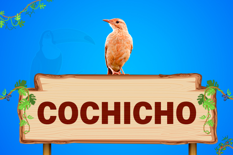 cochicho