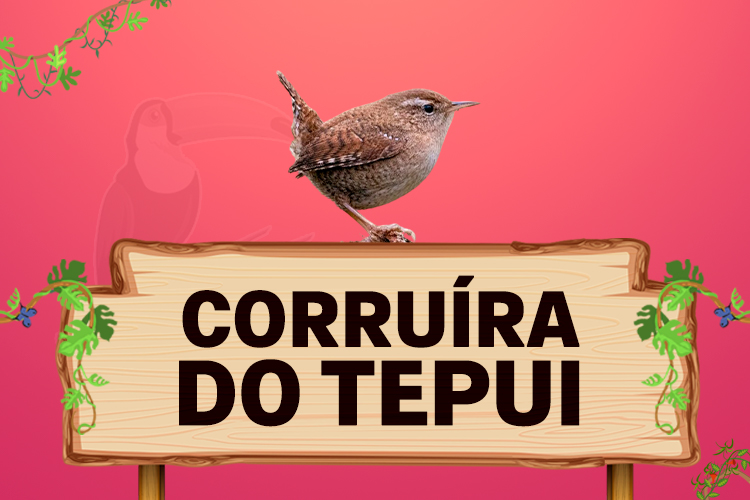 corruira do tepui