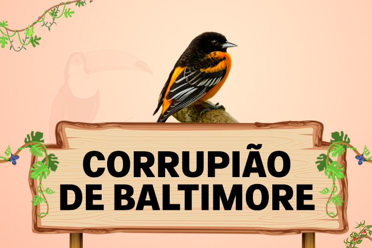 corrupião de baltimore