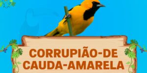 corrupião de cauda amarela