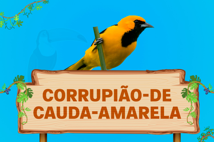 corrupião de cauda amarela