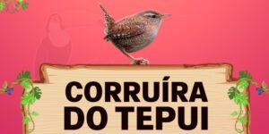 corruira do tepui