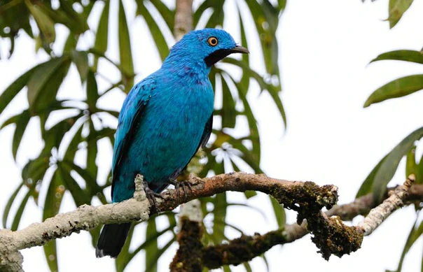 cotinga-azul 