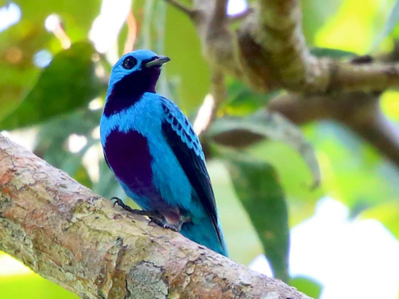 cotinga-azul 