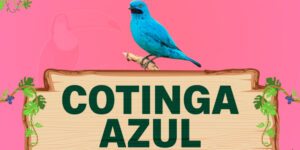 cotinga azul