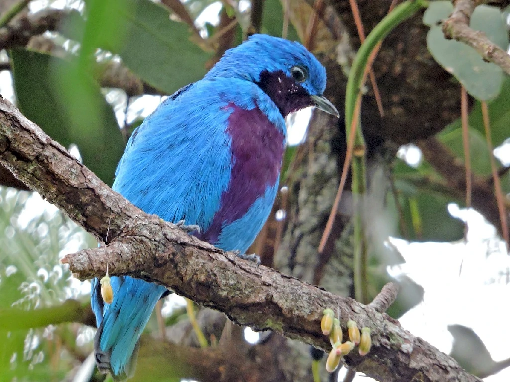 cotinga-azul 