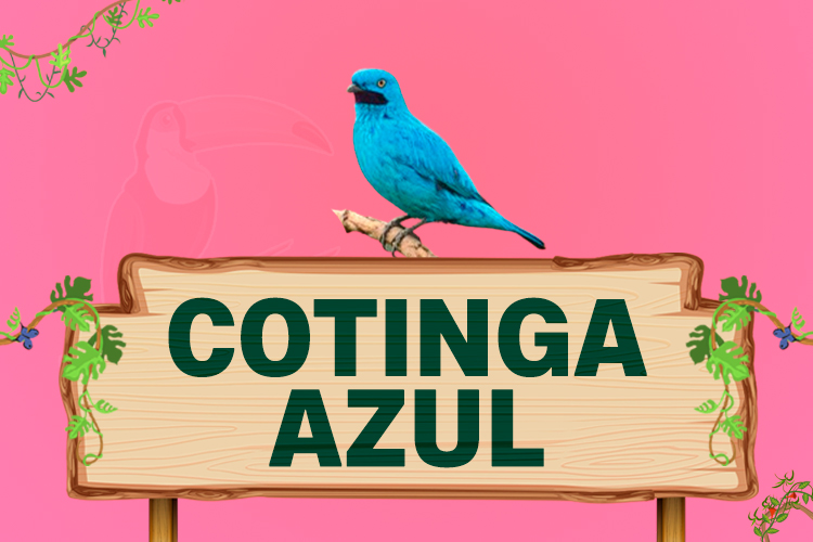 cotinga azul