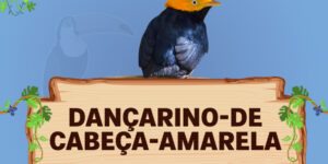 dançarino de cabeça amarela