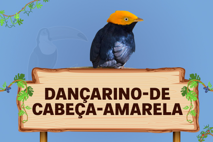 dançarino de cabeça amarela