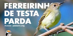 ferreirinho de testa parda