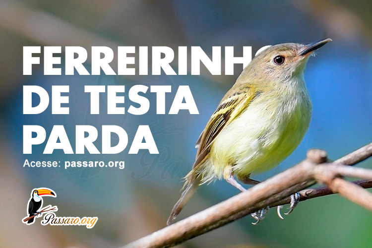 ferreirinho de testa parda