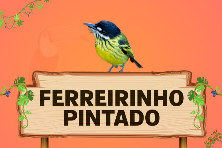 ferreirinho pintado