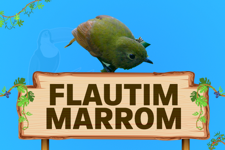 flautim marrom