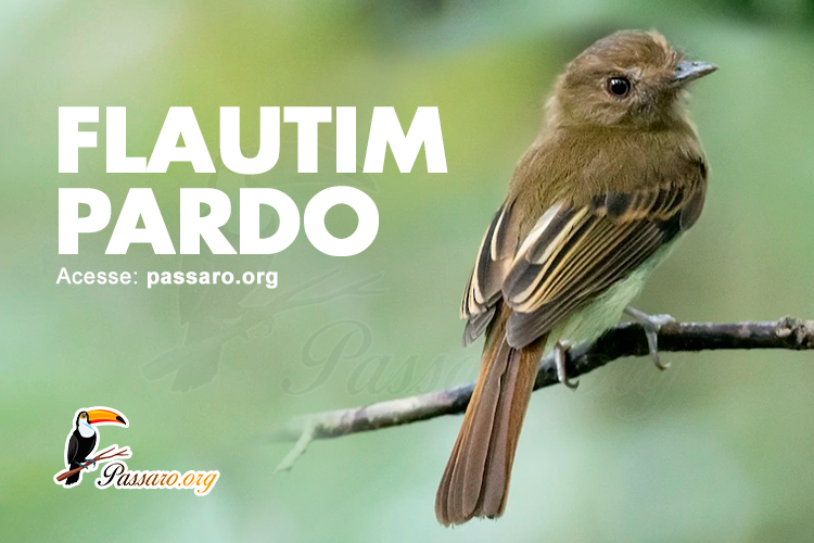 flautim pardo