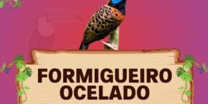 formigueiro ocelado